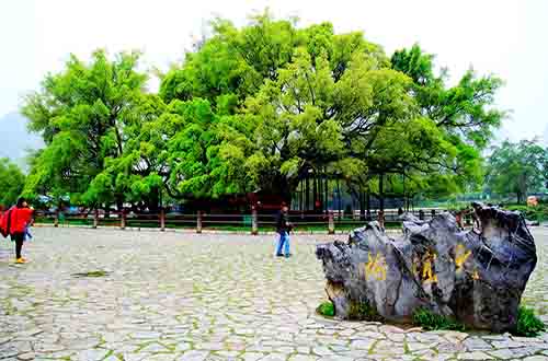 大榕樹風景區(qū)